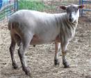 Sheep Trax Luke 161L